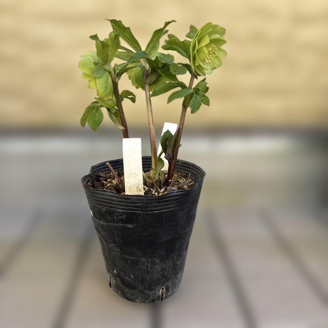 MIYABI　フレグランスグリーン　グリーンリップ　加藤農園　計2苗