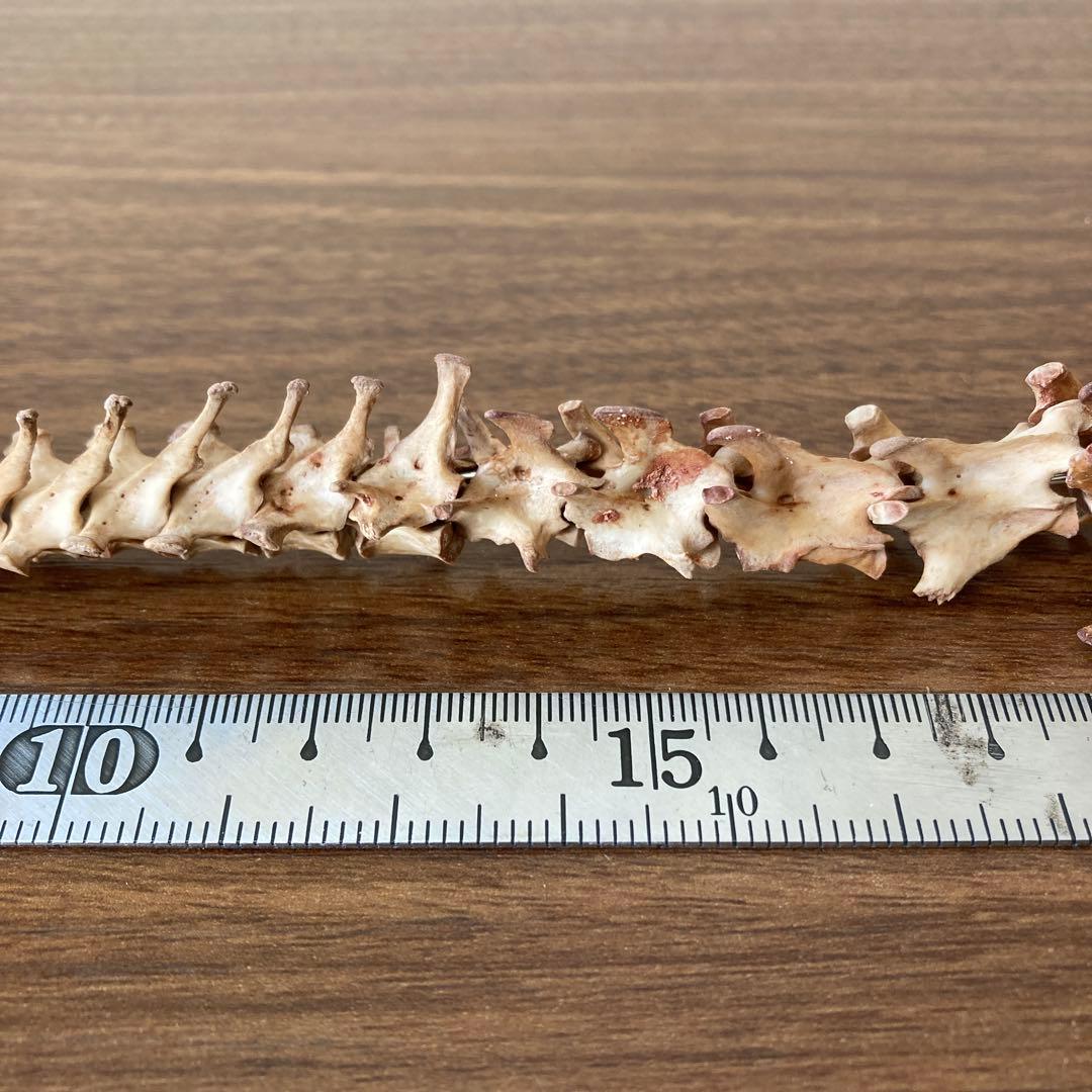 ノウサギの骨標本　頭骨標本