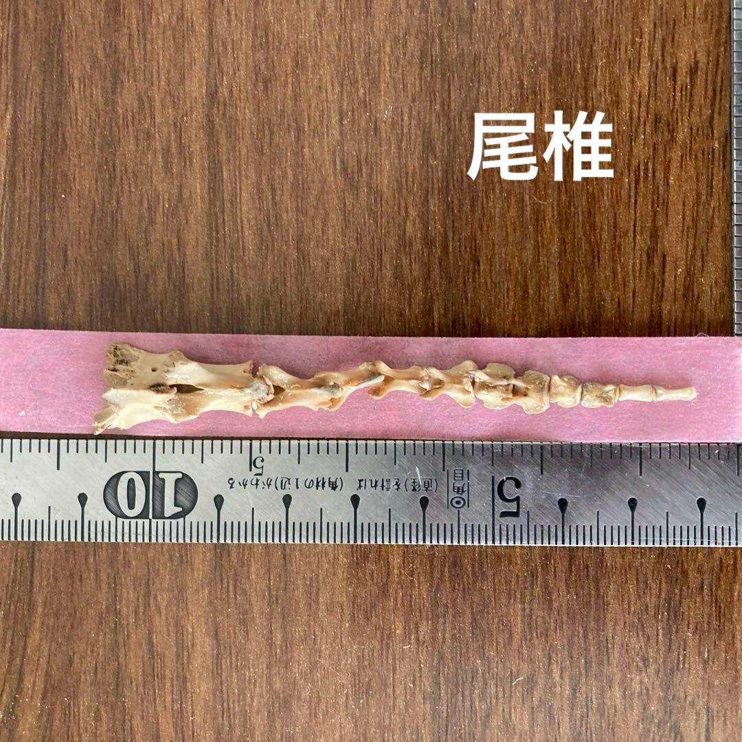 ノウサギの骨標本　頭骨標本