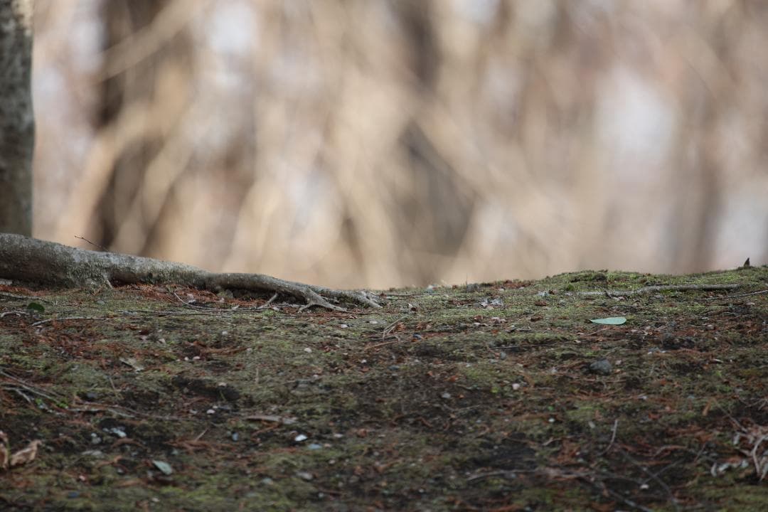 CanonのEF 600mm f/4L