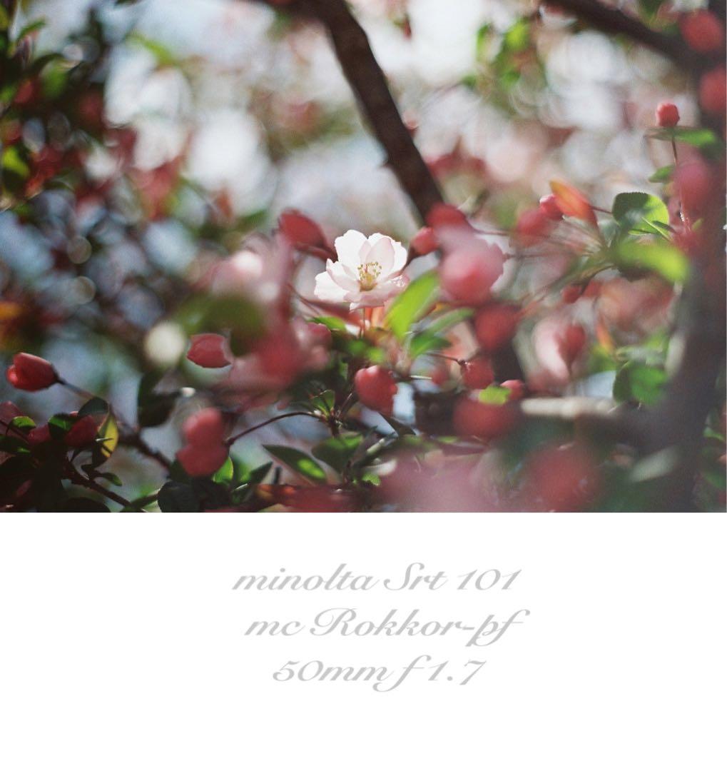 ★完動品＊美品＊初期保証★minolta srt101★緑のロッコール！作例多数