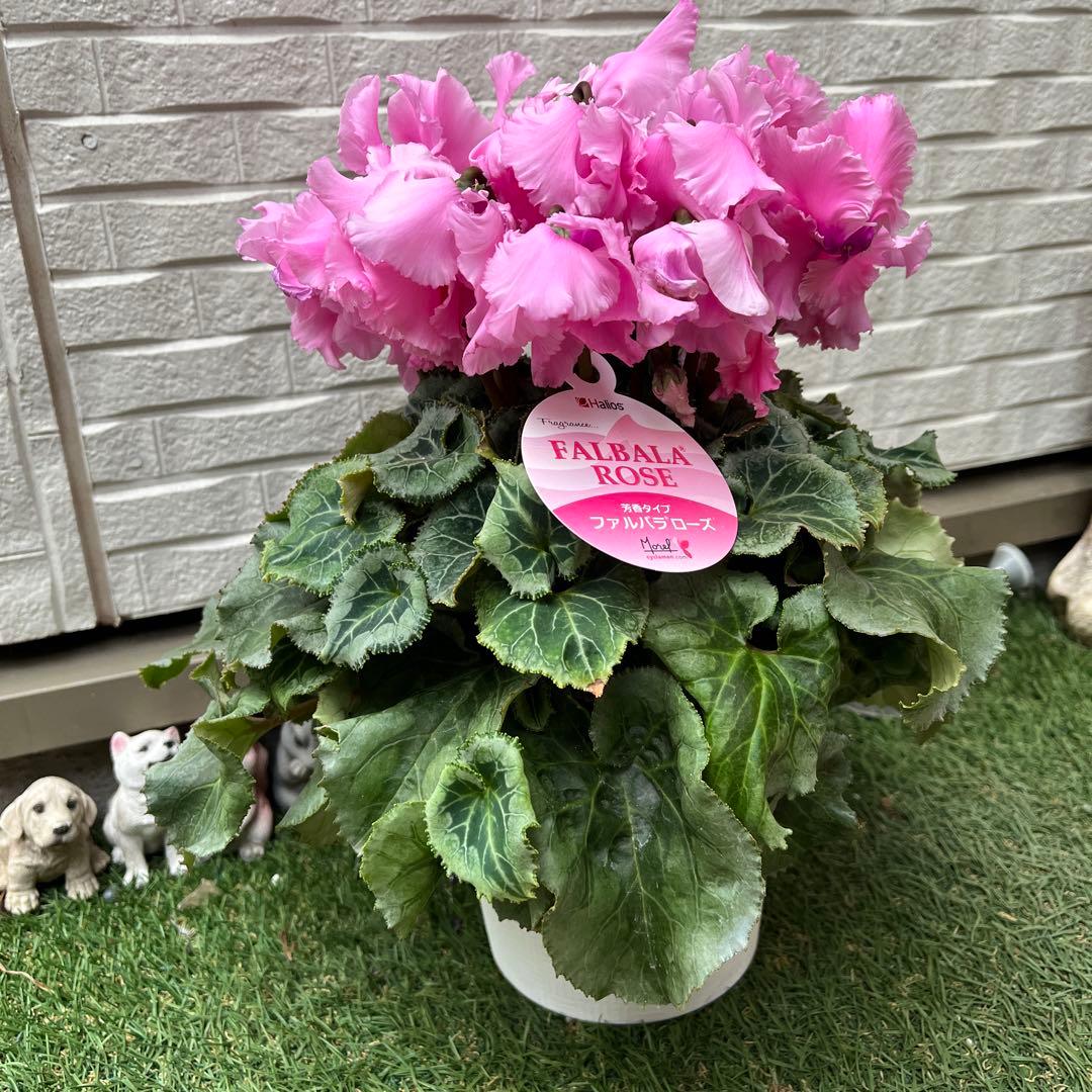 なおさん様 リクエスト 3点 まとめ商品　シクラメン　ピポカ　フェアリーピコ　他