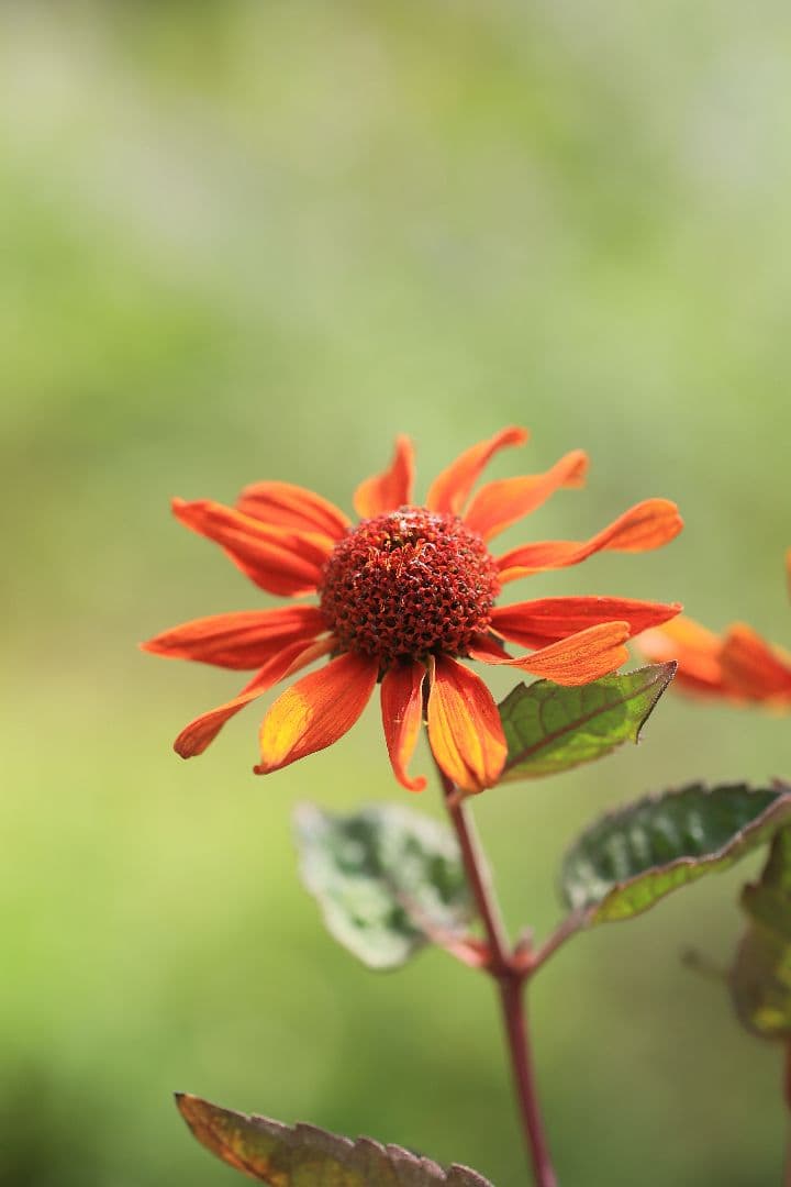 《銘玉》TAMRON SP 90mm F2.5 52BB 【光学美品】