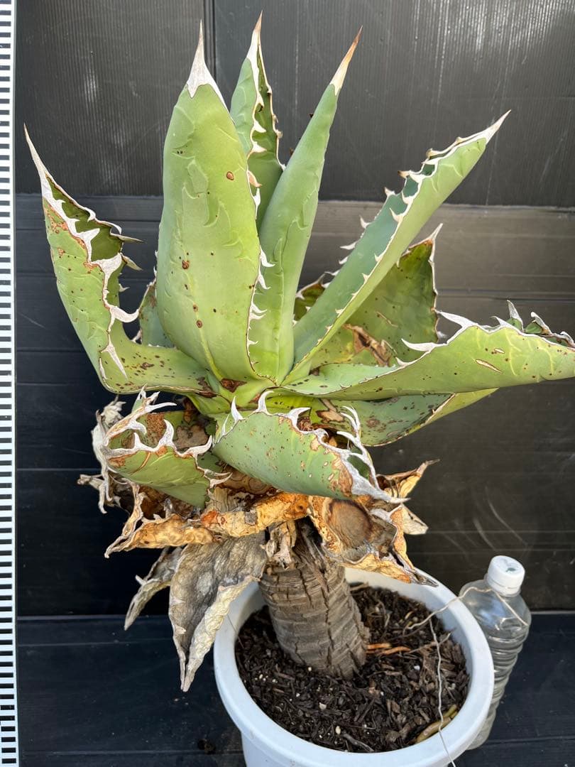 激レア　幹上がり　アガベ　チタノタ　健康なアガベ 約60cm 鋸歯状の葉