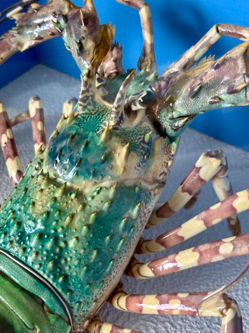 #額装標本 ニシキエビ 錦海老　伊勢海老　えび　剥製