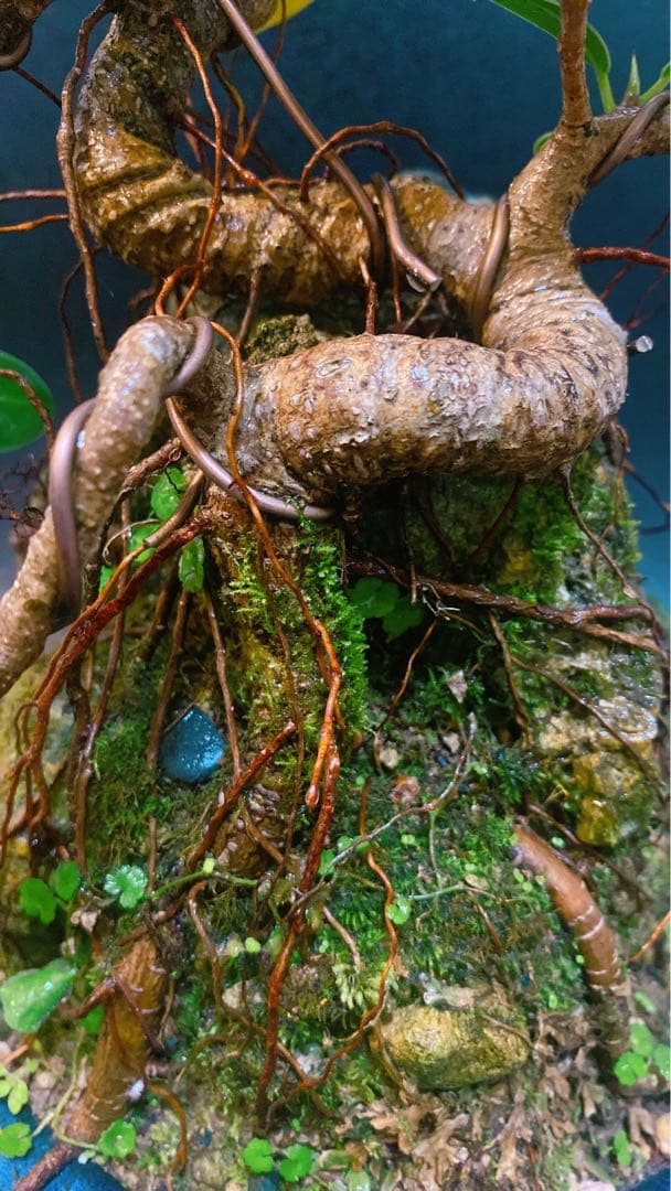 激レア！最高級 ガジュマル 盆栽 石抱き 奄美大島産②