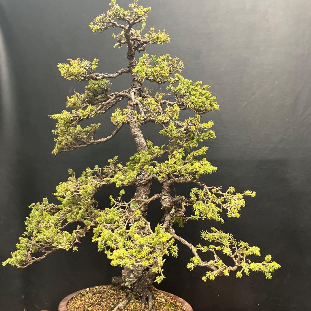 蝦夷松 盆栽