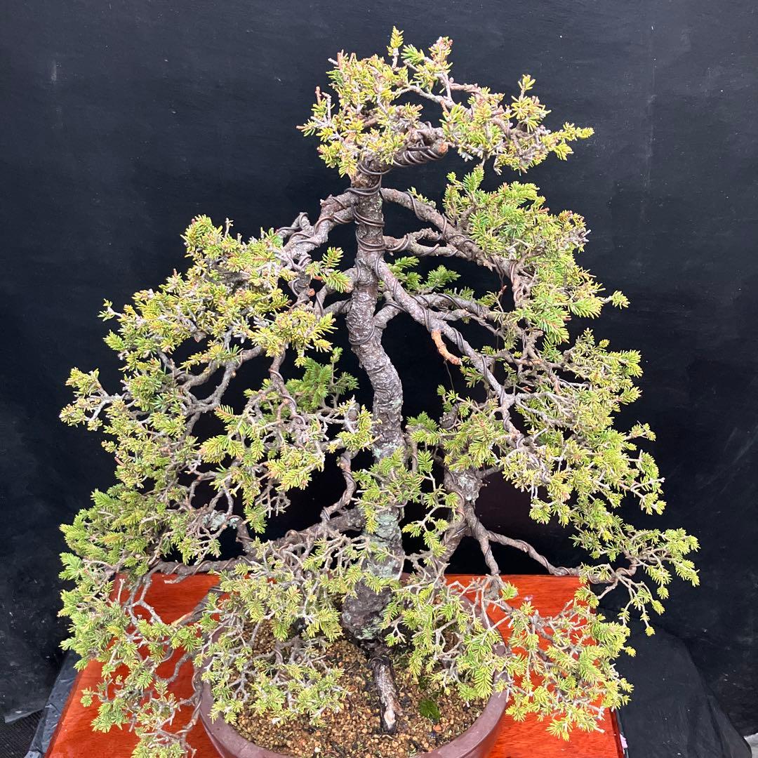 蝦夷松 盆栽