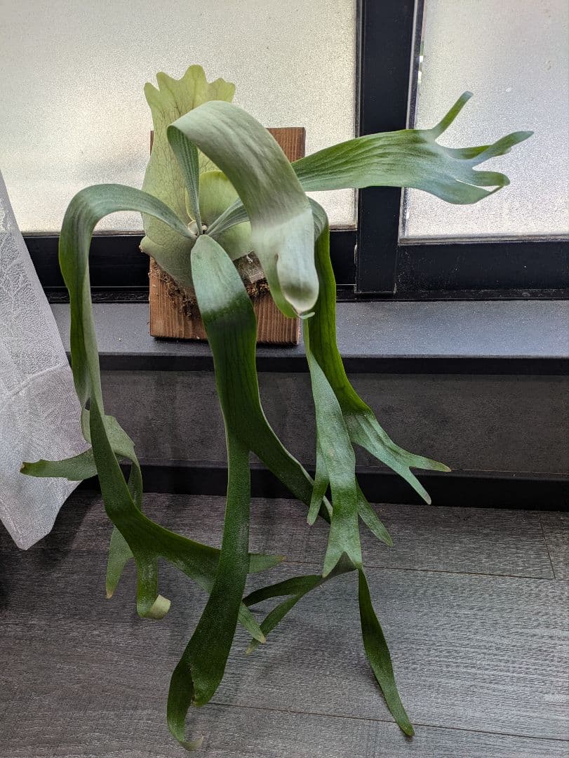 P.willinckii ' baileyi ' ベイレイ ビカクシダ