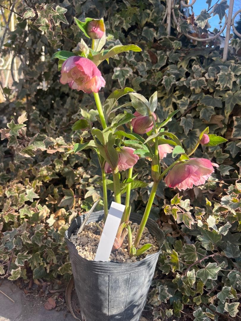 クリスマスローズ　加藤農園　絞りクリスマスローズ