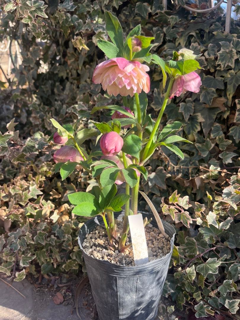 クリスマスローズ　加藤農園　絞りクリスマスローズ