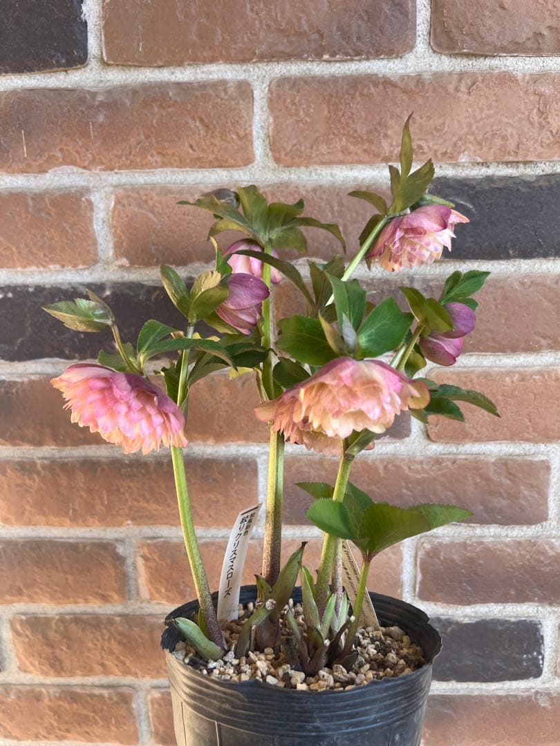 クリスマスローズ　加藤農園　絞りクリスマスローズ