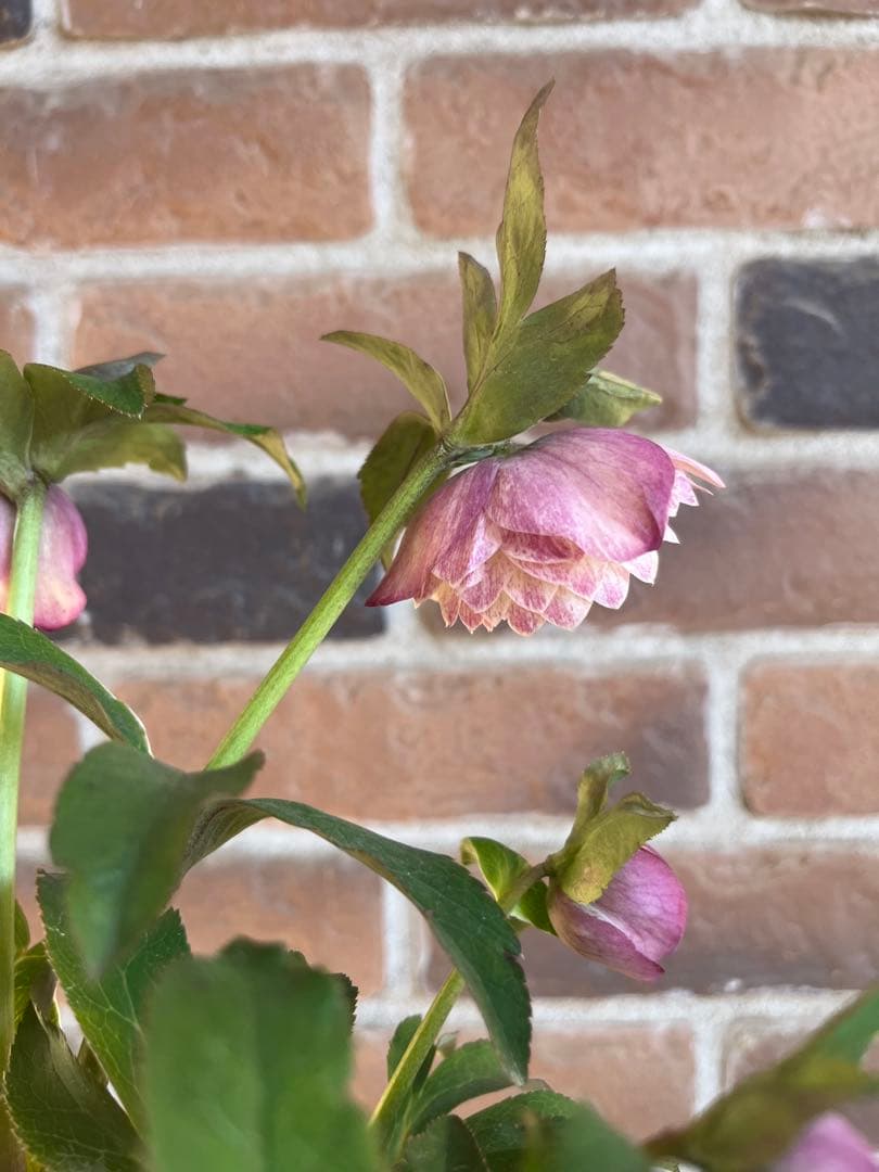 クリスマスローズ　加藤農園　絞りクリスマスローズ