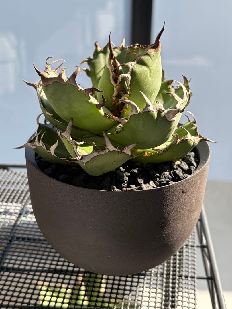 アガベ 黒鯨✖︎valiem 鉢ごと