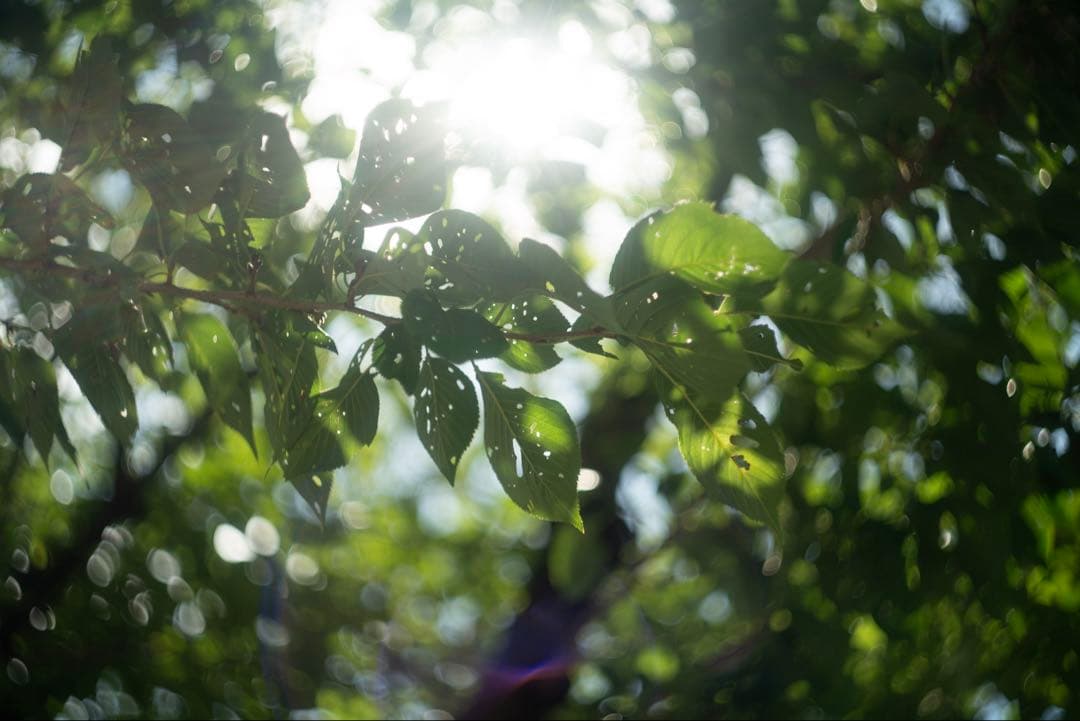 美品+ 分解清掃済 Helios-44-2 58mm f2 ぐるぐるボケ 17