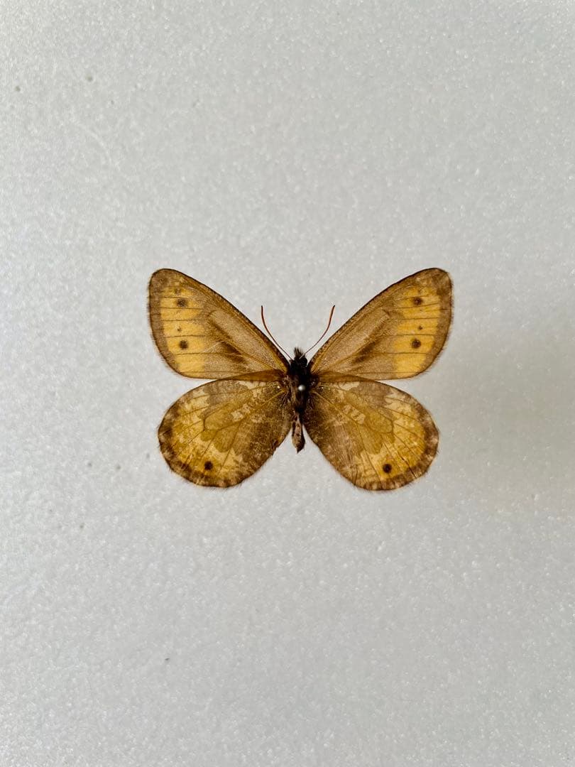 【ペア】タカネヒカゲ（岐阜県）