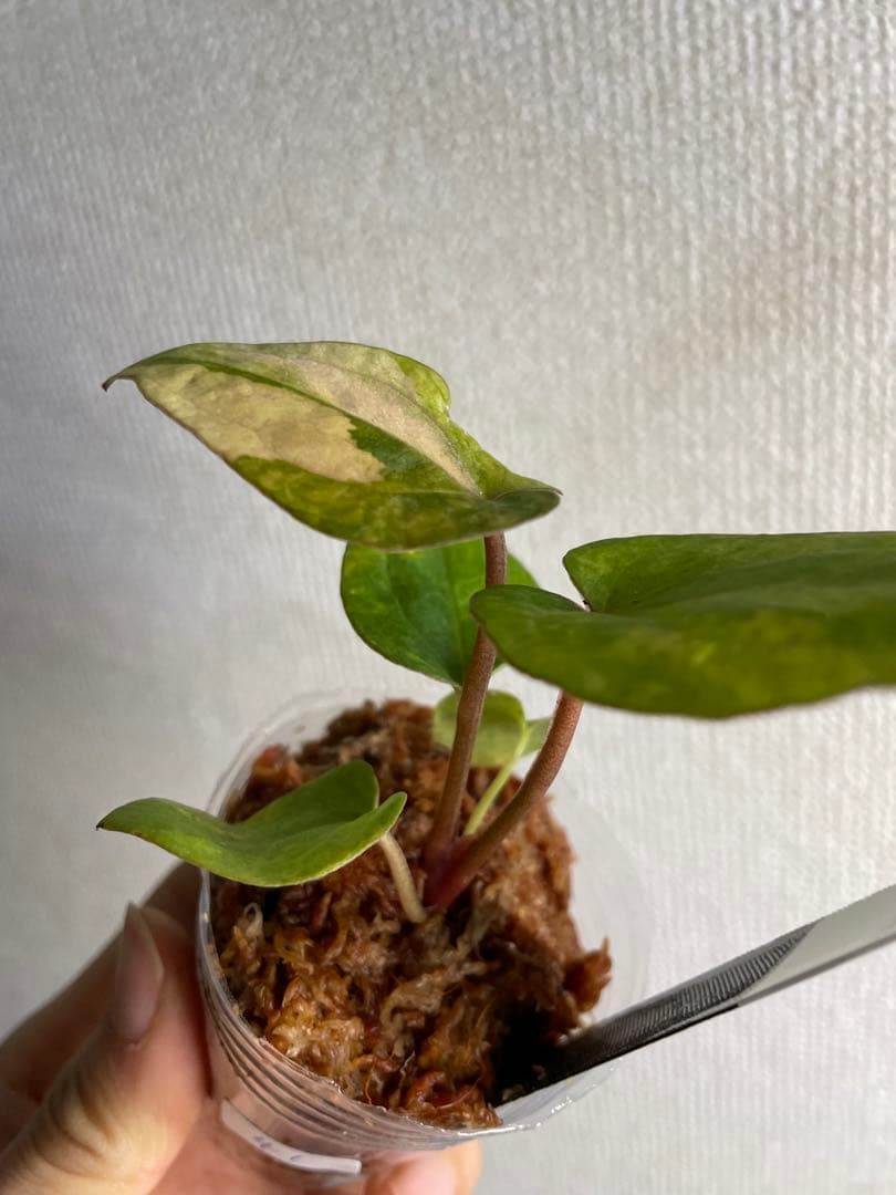 縄*⁇様 Anthurium AOS✖️RVDP斑入り