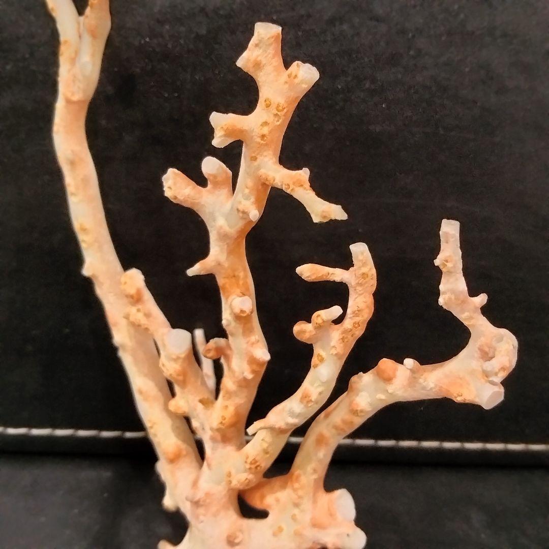 U282-2 天然赤珊瑚 桃珊瑚  高知産珊瑚 総重量43.3g  最高級品珊瑚