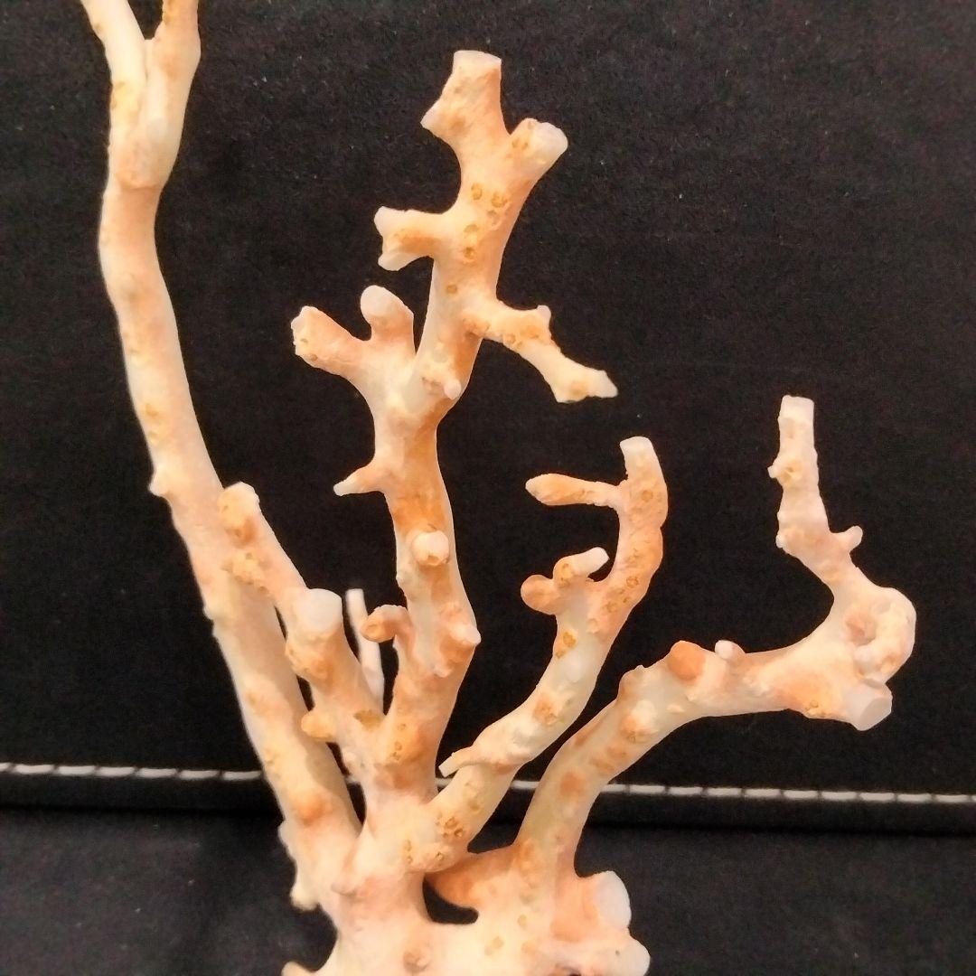 U282-2 天然赤珊瑚 桃珊瑚  高知産珊瑚 総重量43.3g  最高級品珊瑚