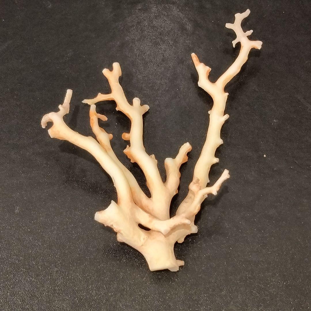 U282-2 天然赤珊瑚 桃珊瑚  高知産珊瑚 総重量43.3g  最高級品珊瑚