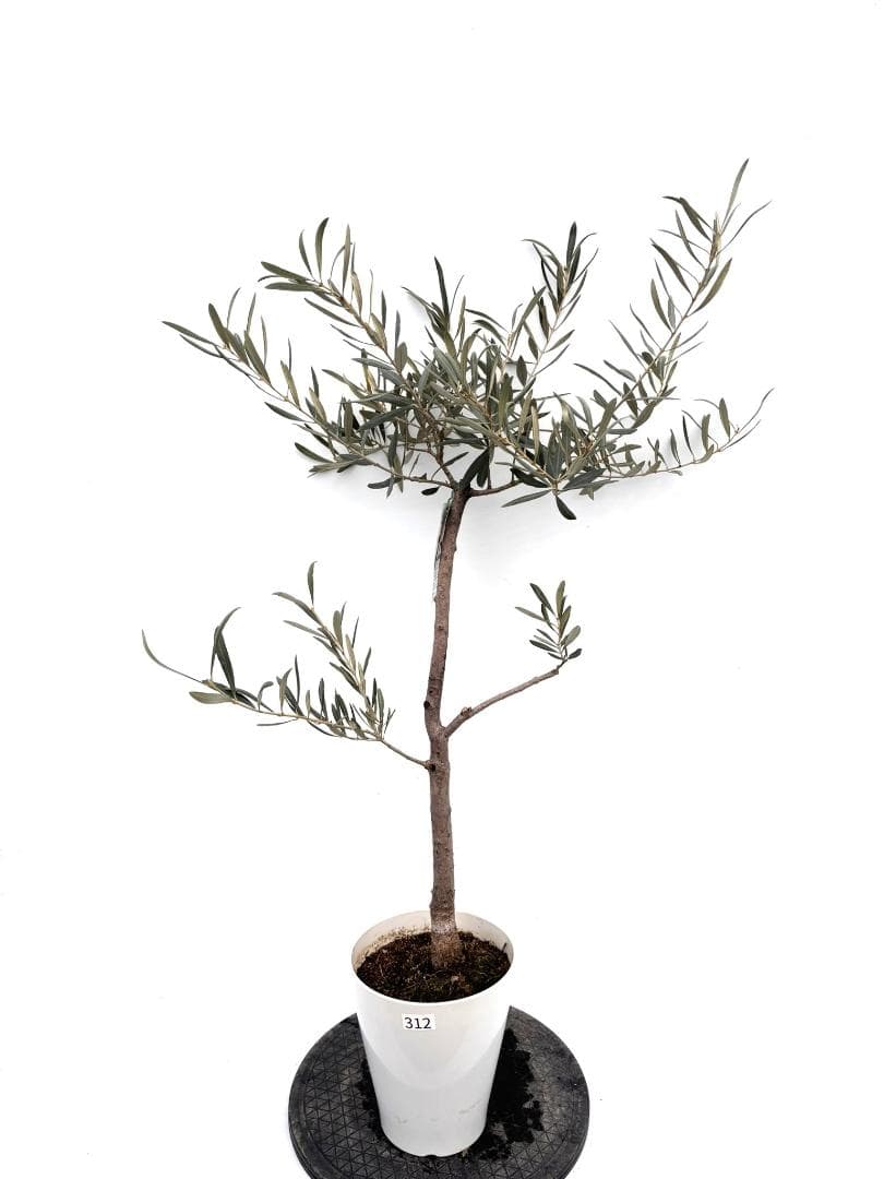 オリーブの木　ブラックイタリアン　7号　約110cm　K-312　希少　現品掲載