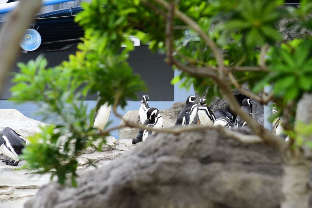 Nikon AF NIKKOR 80-200mm f/2.8D カビ小