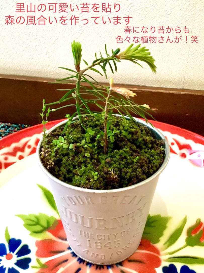 完売　縁起木＊魔除け【今春2年生と3年生になりました！天然＊野生のもみの木さん】