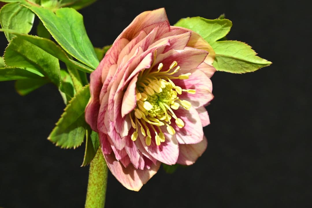 クリスマスローズ　認定アンティークアフロディーテ　フレグランスタイプ　加藤農園