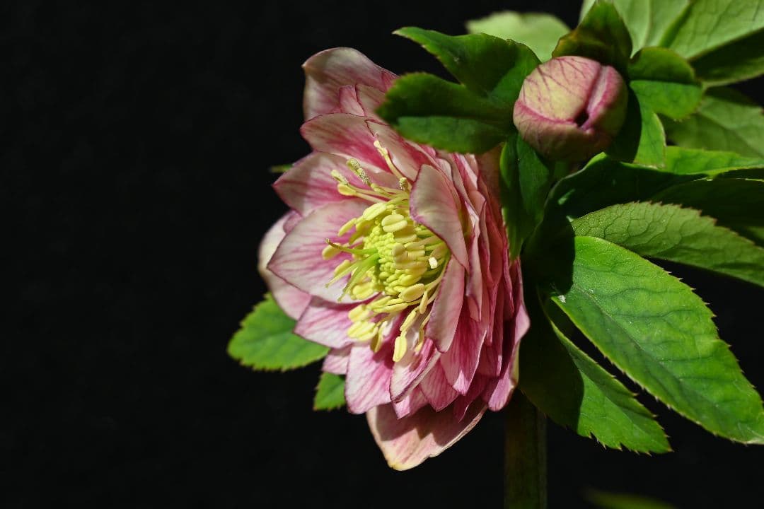 クリスマスローズ　認定アンティークアフロディーテ　フレグランスタイプ　加藤農園