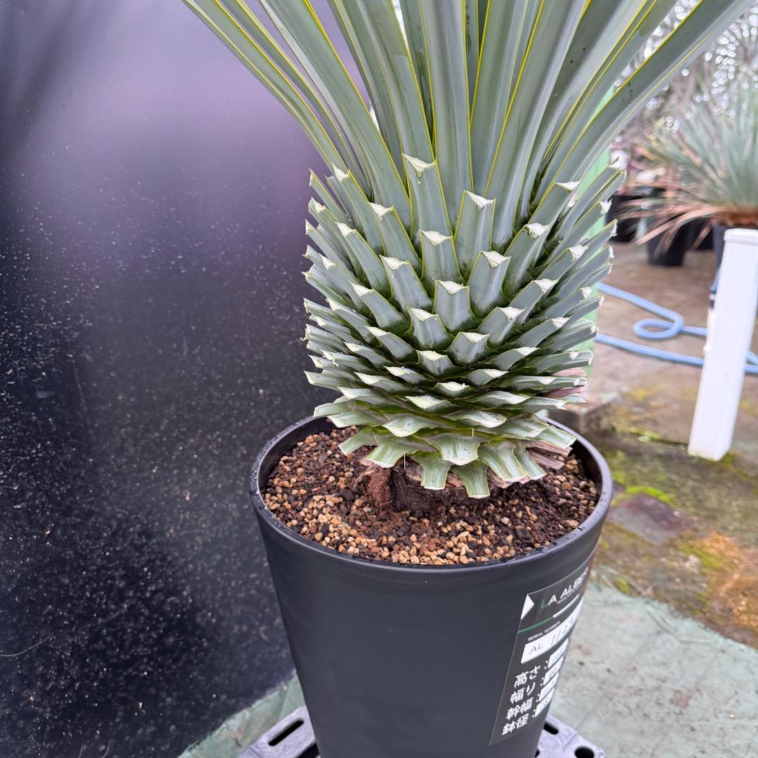 【AL1123】ユッカ　リギダ　超超極太