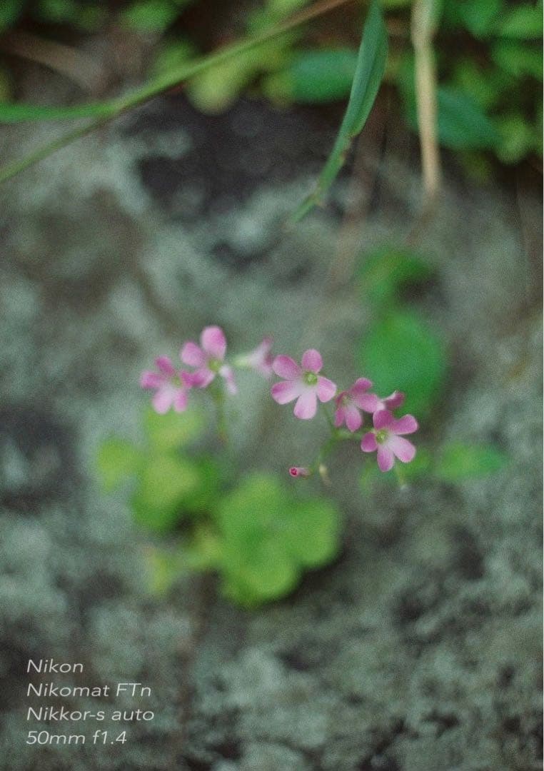 Nikon FTN＊nikkor 50mm f1.4★完動品＊美品＊初期保証