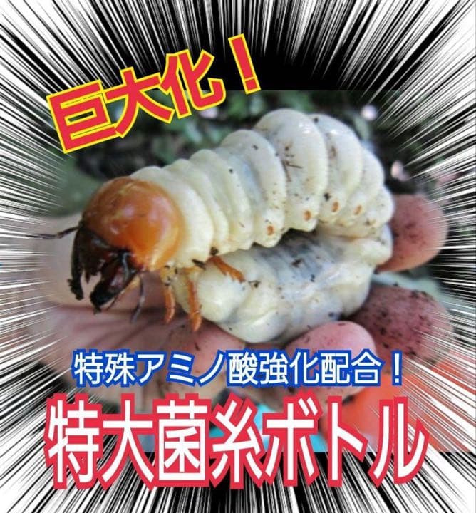 極上！ヒマラヤひらたけ菌糸ブロック【7個】トレハロース強化配合！オオクワに抜群！