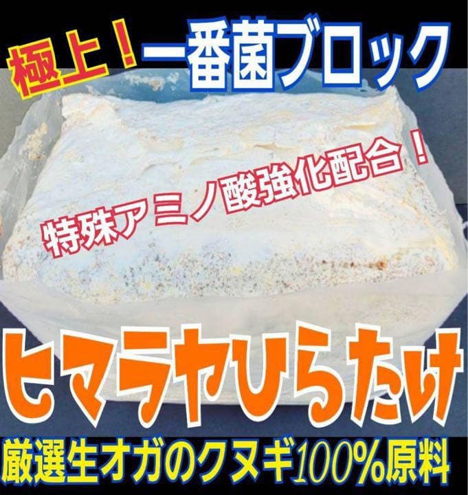 極上！ヒマラヤひらたけ菌糸ブロック【7個】トレハロース強化配合！オオクワに抜群！