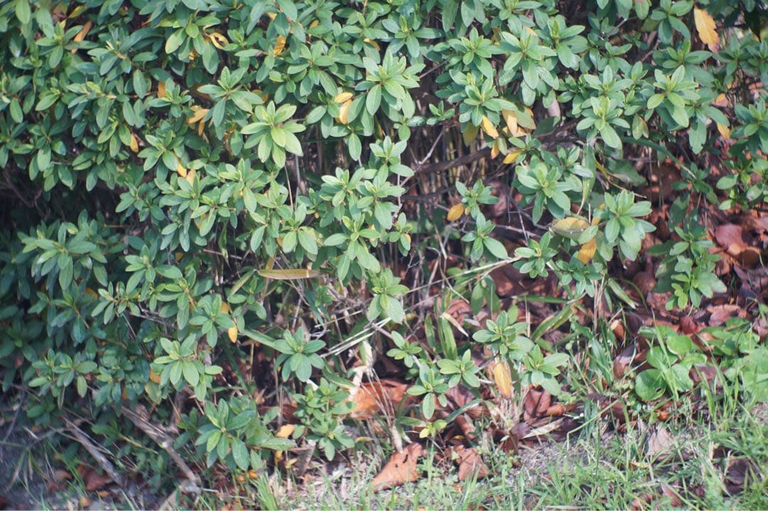 Schneider Tele-Xenar 75mm F3.8(Cマウント)