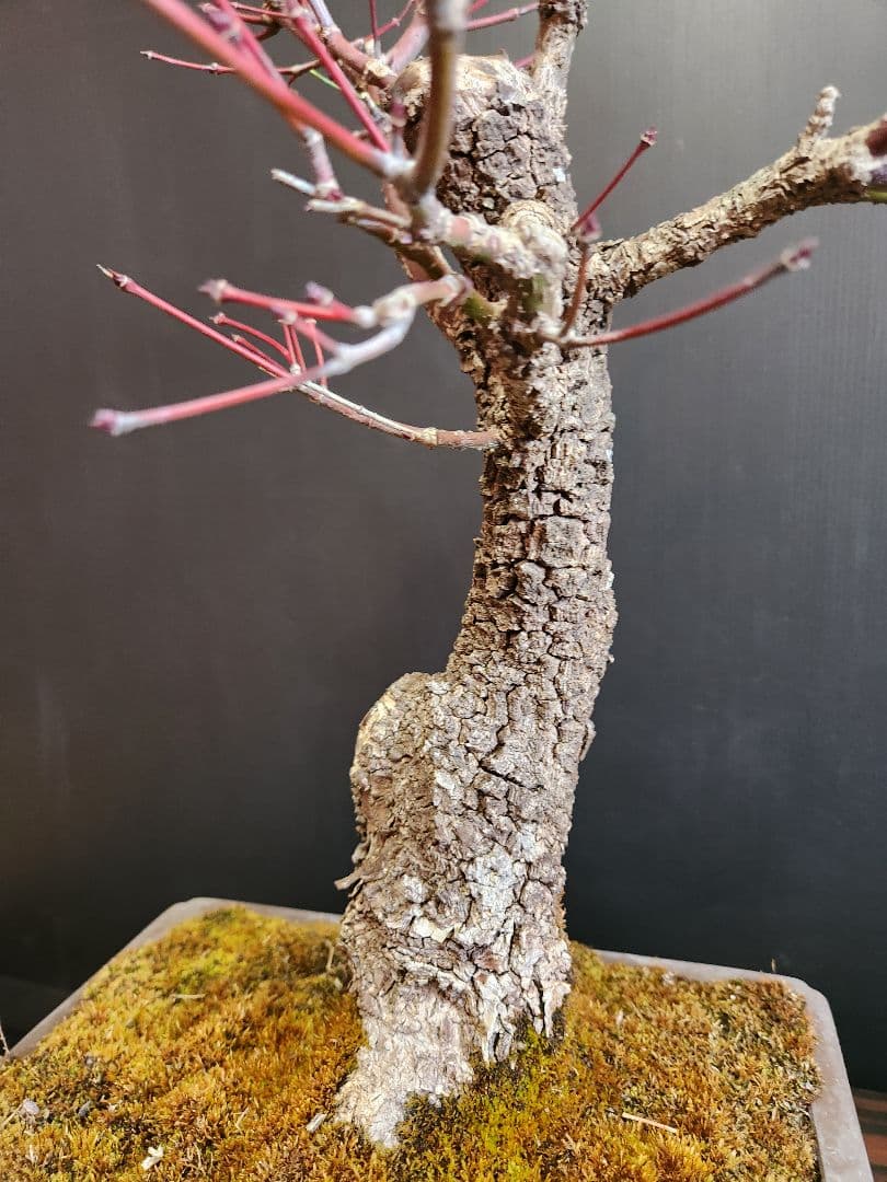 荒皮紅葉 荒皮もみじ 荒皮紅葉盆栽 もみじ盆栽 楓 カエデ