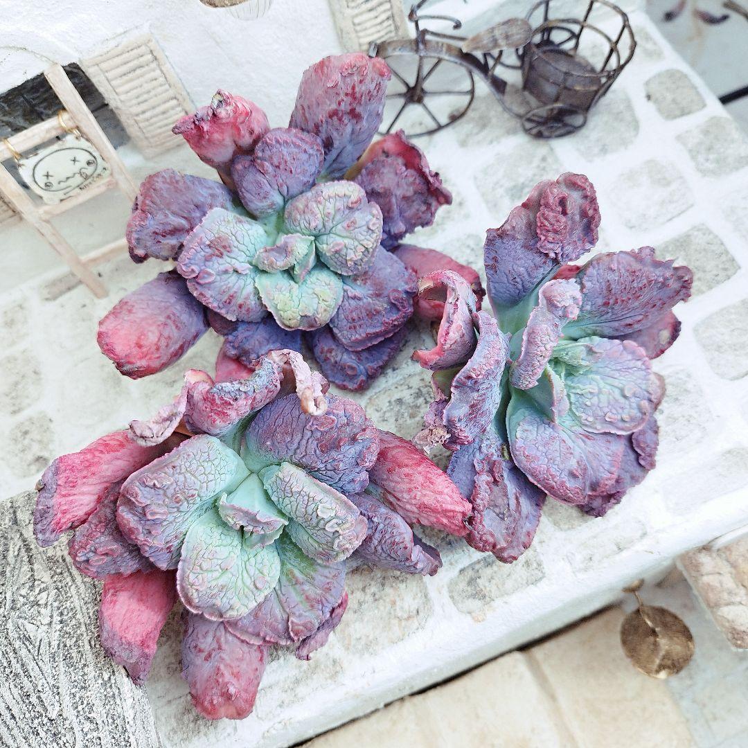 エンタ◎多肉植物 カット苗 輸入苗 エケベリア等