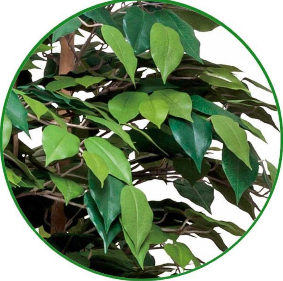 光触媒　人工観葉植物　ウォールグリーン　フェイクグリーン　ベンジャミン1.8d