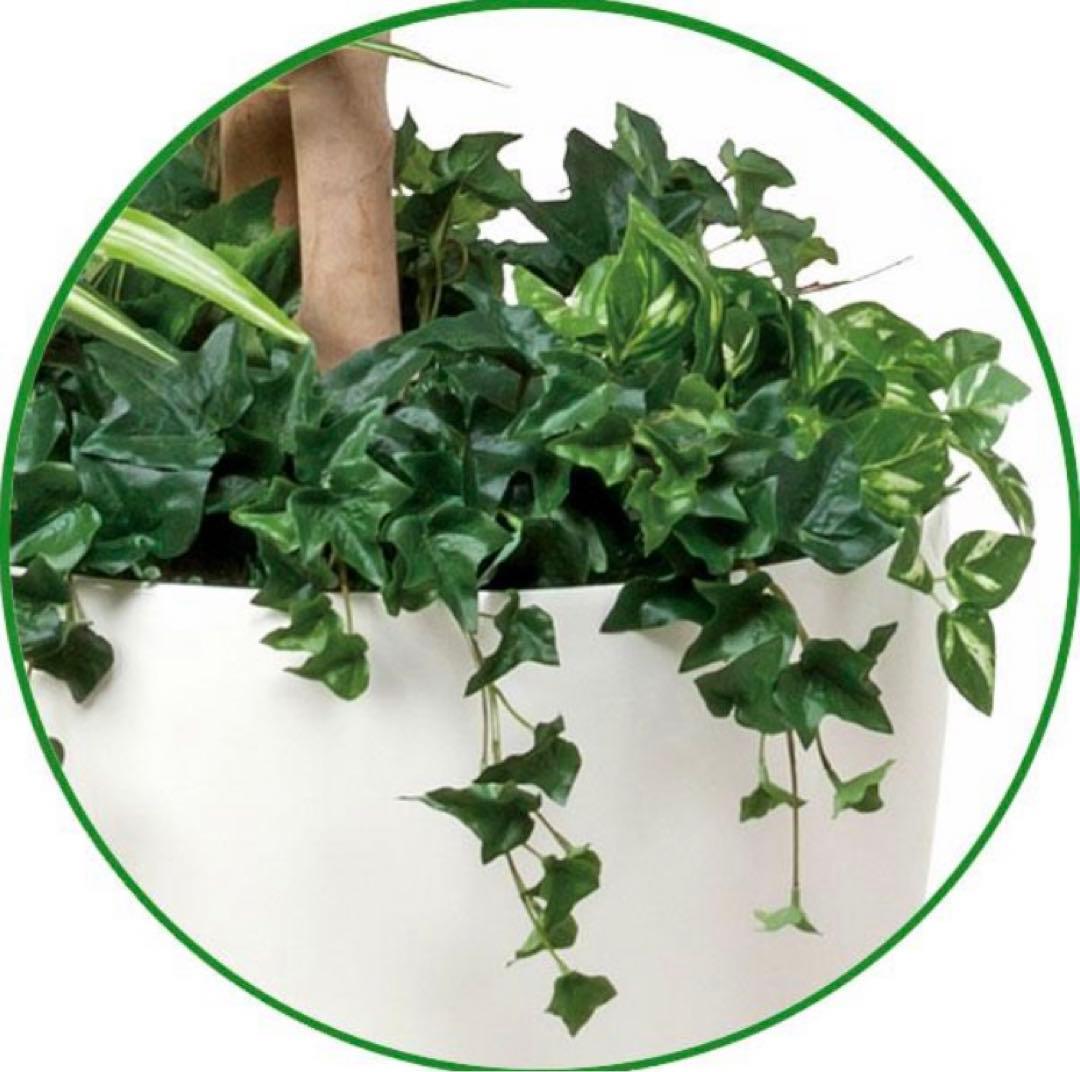 光触媒　人工観葉植物　ウォールグリーン　フェイクグリーン　ベンジャミン1.8d