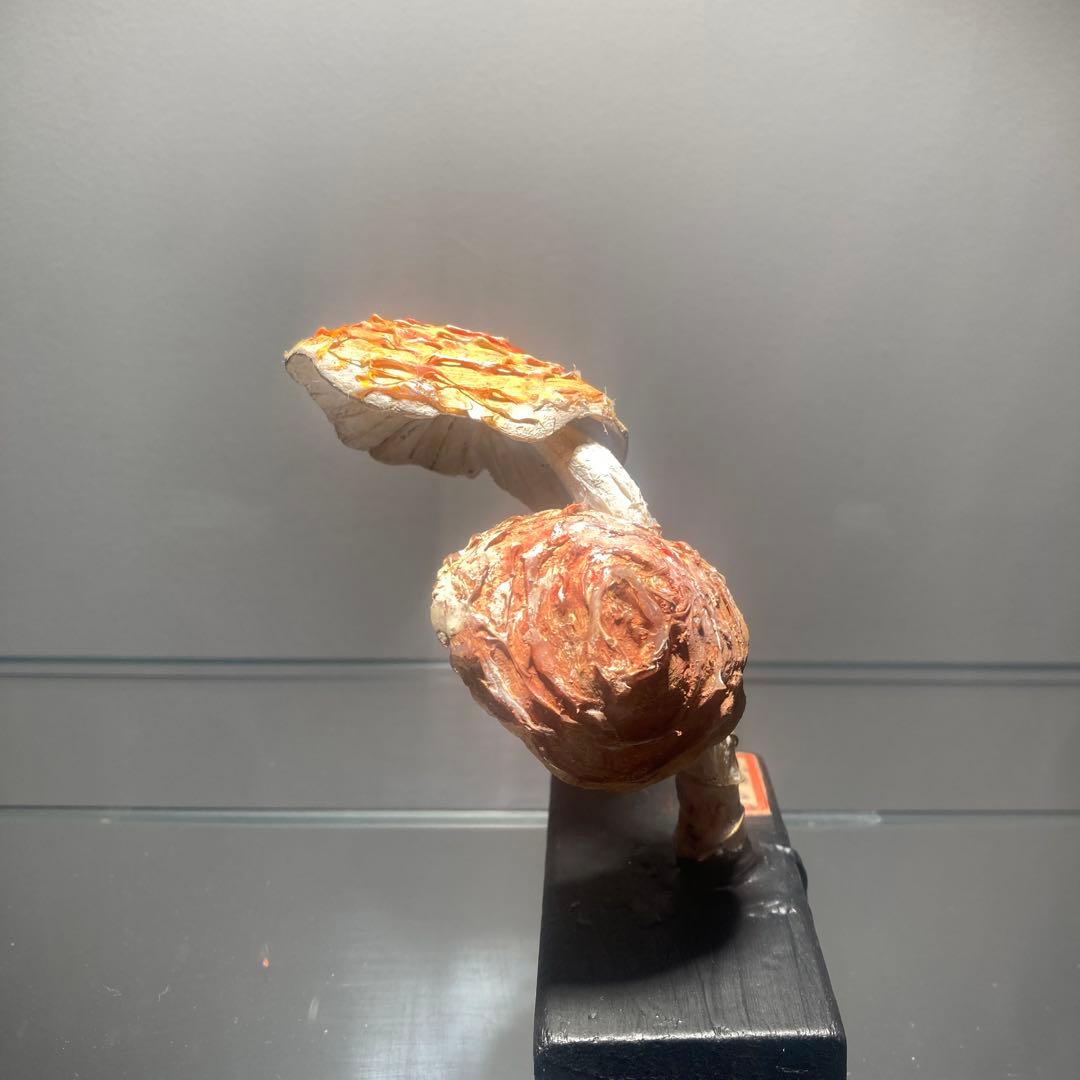 フランス　きのこ　模型　ビンテージ　実験　レトロ　石膏