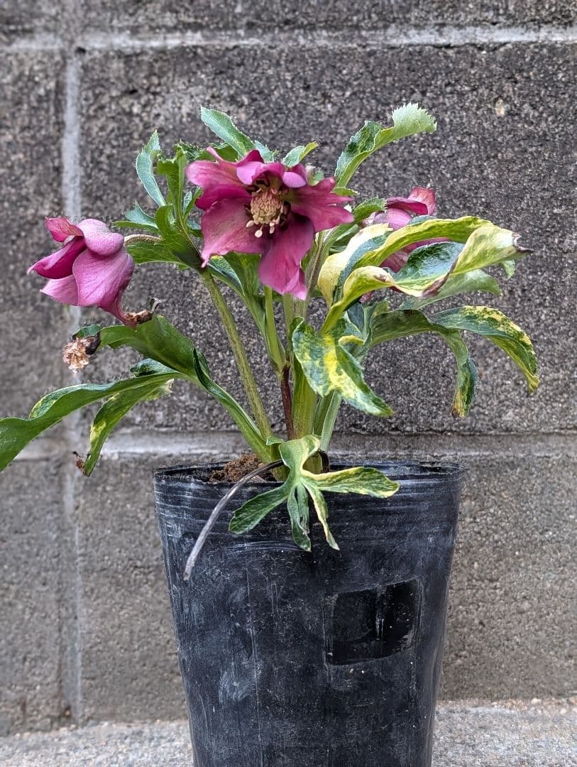 クリスマスローズ　斑入り　変わり咲き　パープルレッド