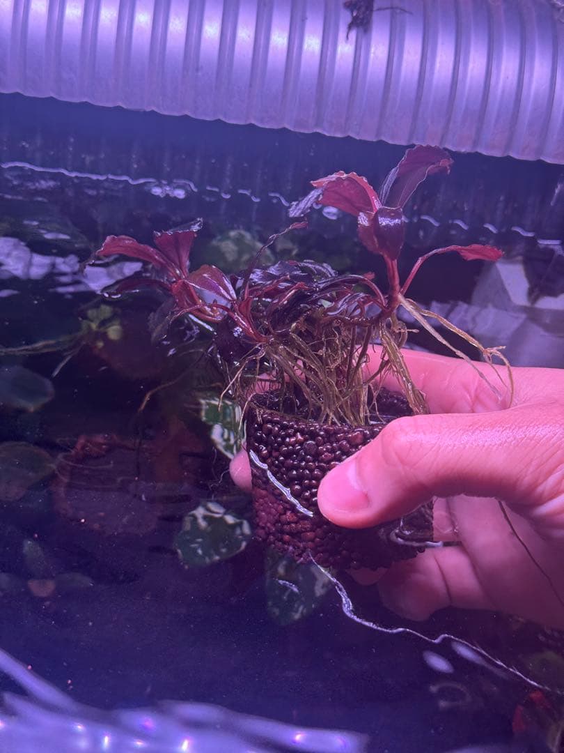 ブセファランドラsp.キングデビル　群生株　特大株