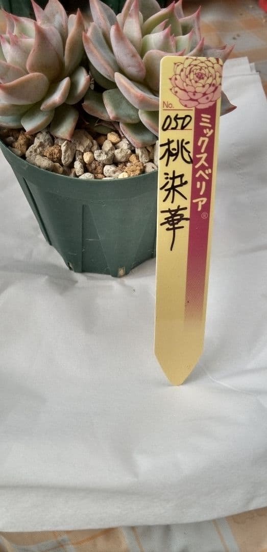 桃染華（札付き）ミックスベリア　おらいさん　多肉