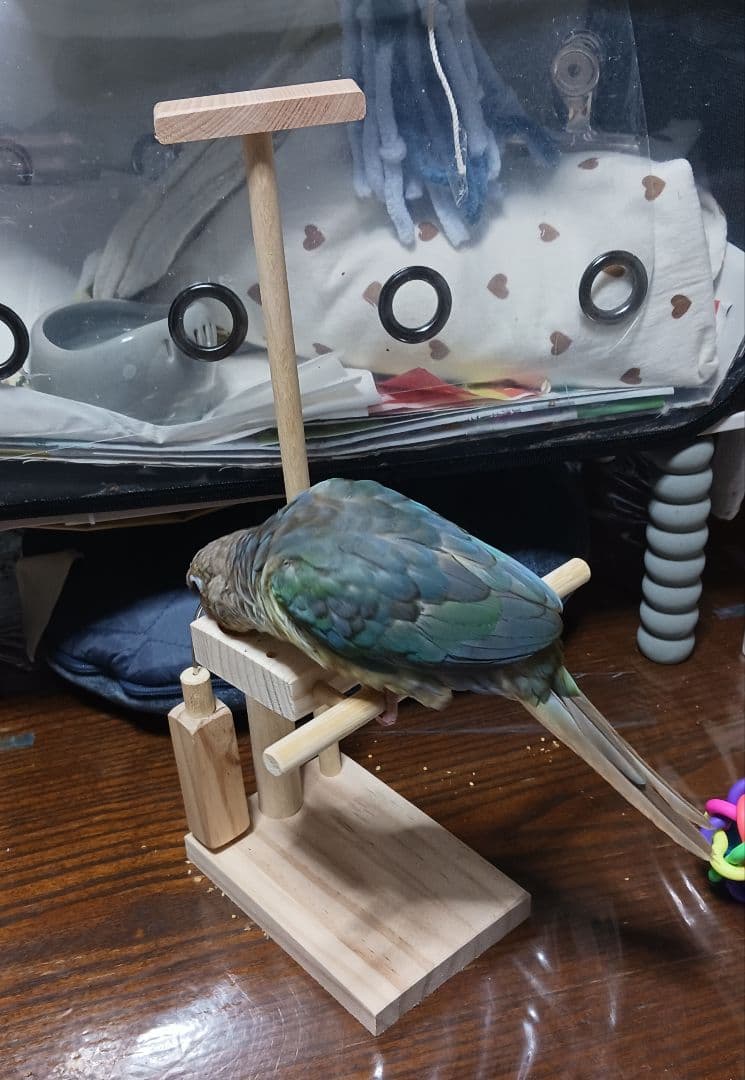 スタンドパーチ　止まり木　手持ち用　インコ
