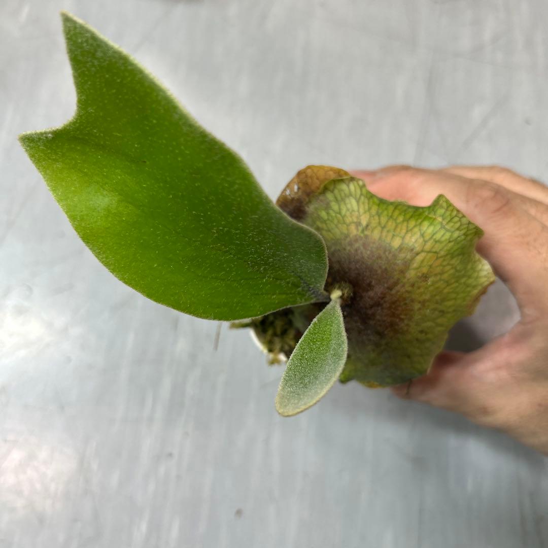 HAS.AR spore ビカクシダ ③