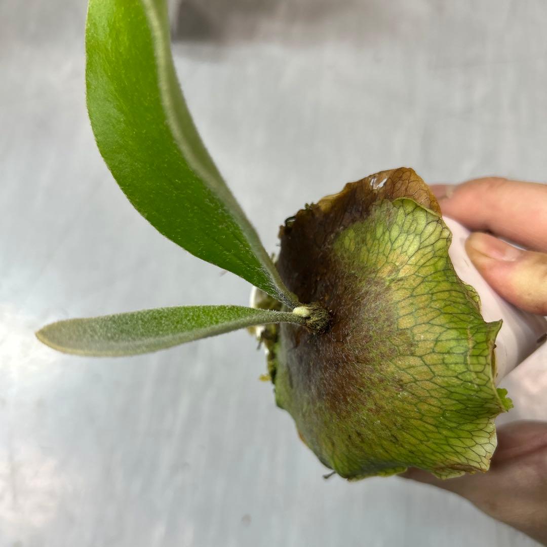 HAS.AR spore ビカクシダ ③