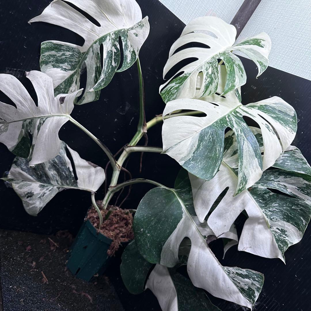 a*9様 斑入りモンステラ ホワイトタイガー極美大株73cm白斑多