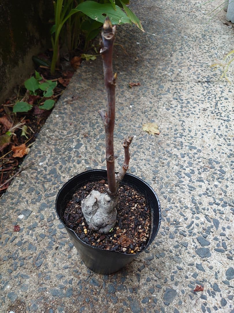 牡丹 苗木