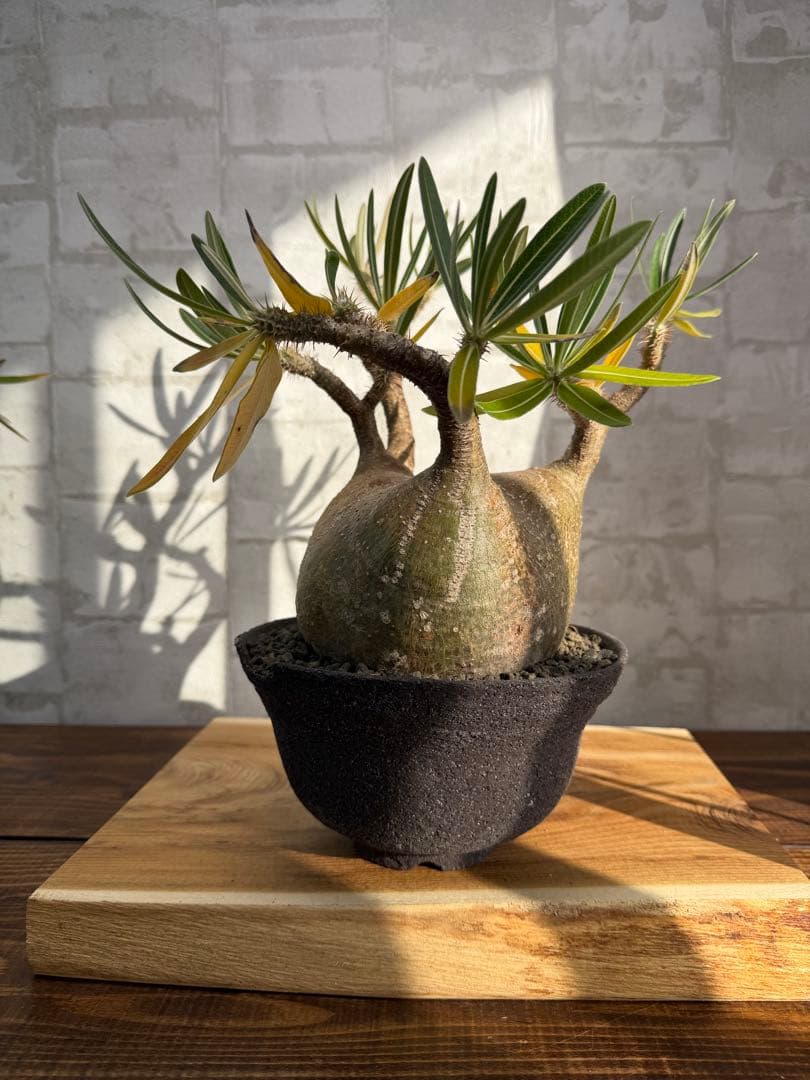 大株　パキポディウム　グラキリス　発根済み　鉢付き