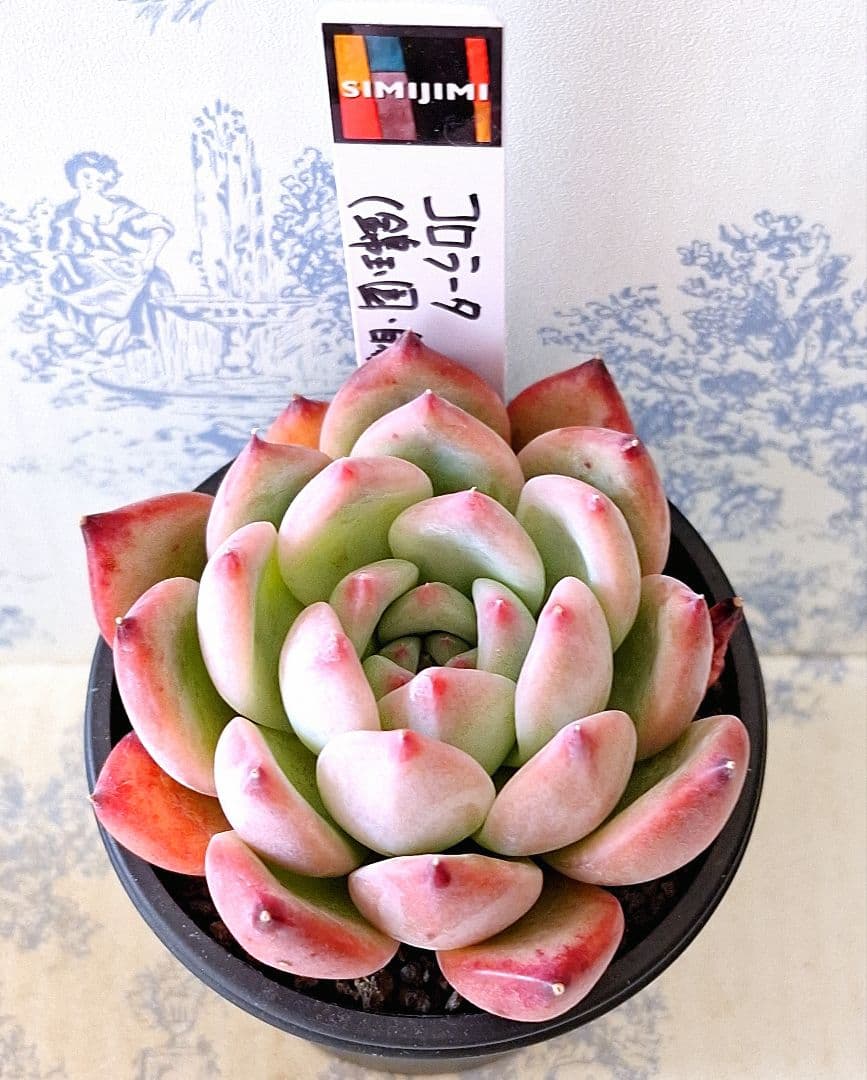 コロラータ(錦玉園・自家)札付きポットごとメルカリ便simijimiさん苗