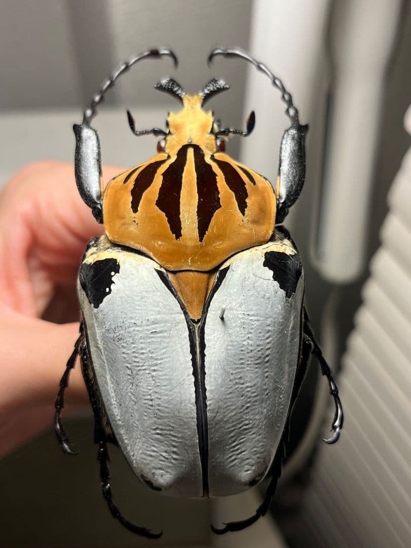 【極BIG】カタモンゴライアスオオツノハナムグ 81mm程♂ Goliath標本